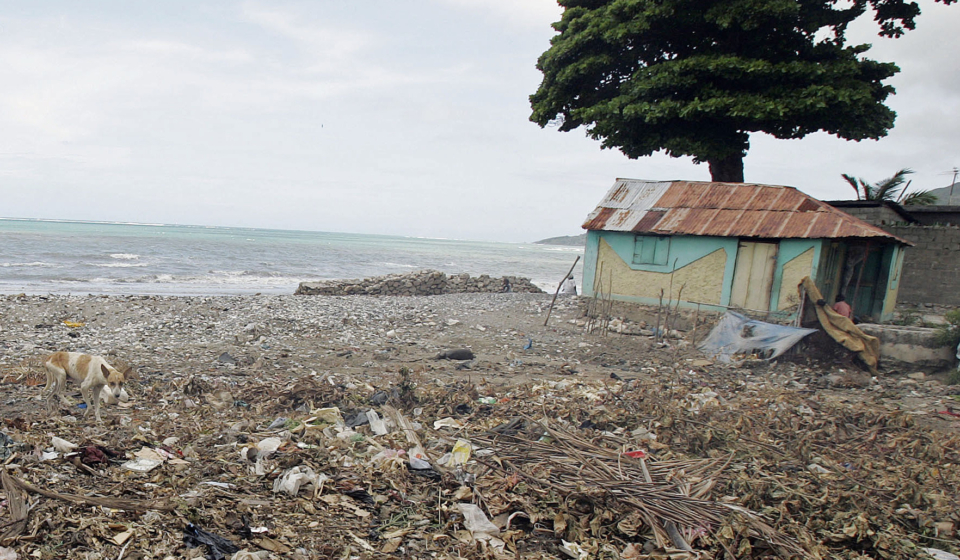 One of the many emaciated stray dogs scavenging for subsistence in this trash-laden beach in the village of Anse an Foleur.