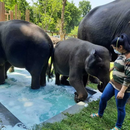 Dr Aditi with elephant file photo Pic Credit Dr Aditi (1)