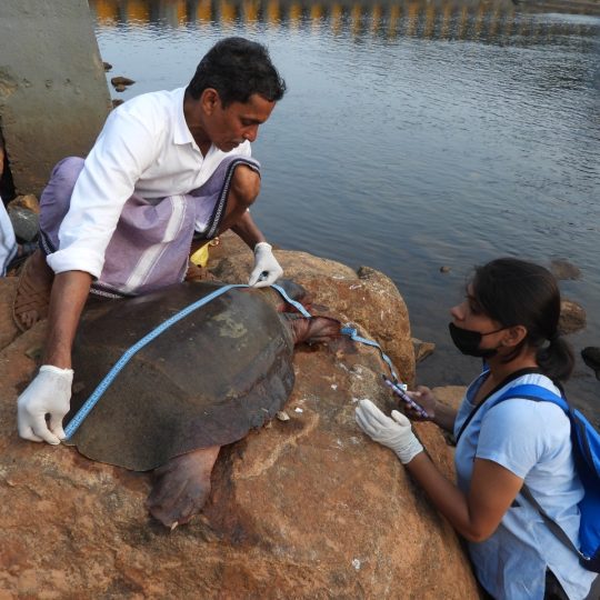 Examining an adult individual of Pelochelys cantorii which had died following an impact with the dam channels. Credit - Akshay V Anand