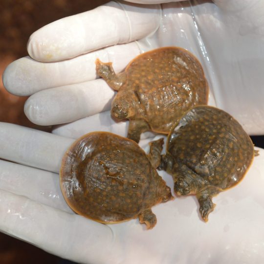 Hatchlings of Pelochelys cantorii from a protected nests. Credit - Ayushi Jain