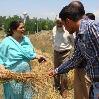 Oats sown by Dr. Kant_s team_2C harvested mechanically. Also demonestrated to farmers and extension officers