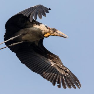 Photo - Carla Rhodes - Greater Adjutant 2