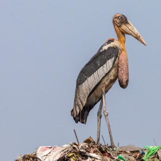 Photo- Carla Rhodes - Greater Adjutant