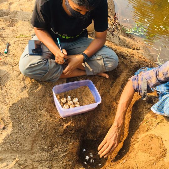 Relocating inundated nest of Pelochelys cantorii along the Chandragiri river. Credit - Sreerag Krishnan